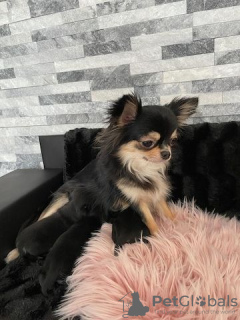 Photo №1. chihuahua - à vendre en ville de Berlin | Gratuit | Annonce №126752