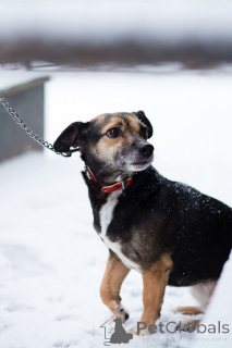 Photo №1. chien bâtard - à vendre en ville de Saint-Pétersbourg | Gratuit | Annonce №162858
