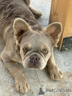 Photo №1. bouledogue - à vendre en ville de Belgrade | 2500€ | Annonce №154876