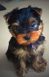 Photo №3. Fabuleux chiots Yorkshire terrier miniatures. USA