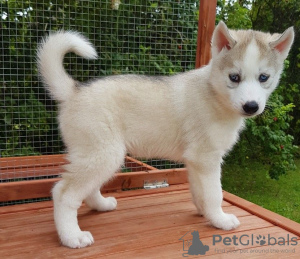 Photo №2 de l'annonce № 115603 de la vente husky de sibérie - acheter à Pays Bas éleveur