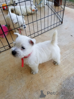 Photo №2 de l'annonce № 150507 de la vente west highland white terrier - acheter à La Grande-Bretagne éleveur