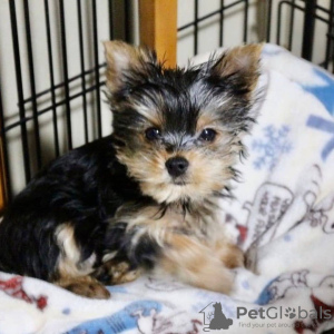 Photo №2 de l'annonce № 133371 de la vente yorkshire terrier - acheter à Allemagne annonce privée