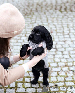 Photo №2 de l'annonce № 159564 de la vente cocker spaniel anglais - acheter à Allemagne annonce privée