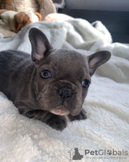 Photo №1. bouledogue - à vendre en ville de Vilnius | négocié | Annonce №78165