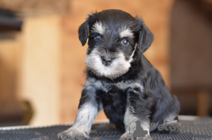 Photo №4. Je vais vendre schnauzer miniature en ville de Riga. éleveur - prix - négocié