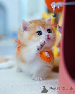 Photo №1. british shorthair - à vendre en ville de Bruxelles | négocié | Annonce № 165878