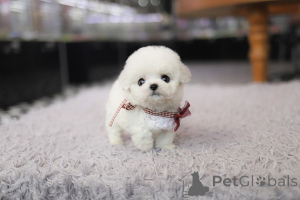 Photo №1. bichon à poil frisé - à vendre en ville de Indiana | Gratuit | Annonce №155042