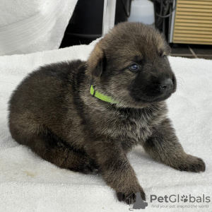 Photo №3. BERGER ALLEMAND A VENDRE. Brésil