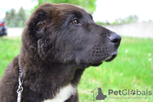 Photos supplémentaires: Chiot du chien de berger d'Asie centrale / CAO / Alabai