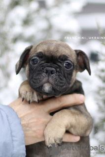 Photo №4. Je vais vendre bouledogue en ville de Амстердам. annonce privée - prix - 962€