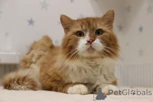 Photo №2 de l'annonce № 139192 de la vente  - acheter à Biélorussie de l'abri