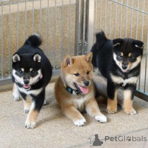 Photo №1. shiba - à vendre en ville de Berlin | 242€ | Annonce №156406