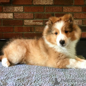 Photo №2 de l'annonce № 164897 de la vente shetland (chien) - acheter à Belgique annonce privée, éleveur