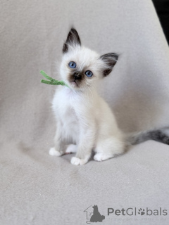 Photo №1. ragdoll - à vendre en ville de Bruxelles | Gratuit | Annonce № 171410