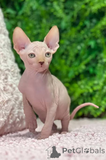 Photo №2 de l'annonce № 173292 de la vente sphynx - acheter à Pologne annonce privée, éleveur