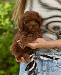 Photo №1.  - à vendre en ville de Vienna | 400€ | Annonce №140245