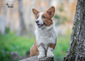 Photo №2 de l'annonce № 3717 de la vente welsh corgi - acheter à Fédération de Russie éleveur