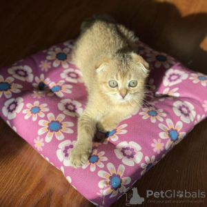 Photo №1. scottish fold - à vendre en ville de Jabbeke | Gratuit | Annonce № 129049