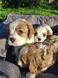 Photo №4. Je vais vendre cocker américain, cocker spaniel anglais, springer anglais, welsh springer spaniel, épagneul d'eau irlandais, chien d'eau espagnol, mâtin espagnol, cavalier king charles spaniel, cavalier king charles spaniel, clumber spaniel, épagneul russe, épagneul tibétain en ville de Riga. annonce privée, de la fourrière, éleveur - prix - 1100€