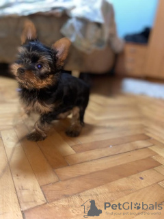 Photos supplémentaires: Mini Yorkies