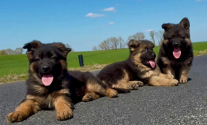 Photo №3. Berger allemand. Pologne