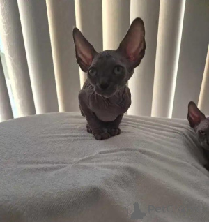 Photo №3. Sphynx-Kätzchen. Allemagne