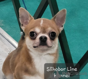 Photo №2 de l'annonce № 5526 de la vente chihuahua - acheter à Fédération de Russie annonce privée, éleveur