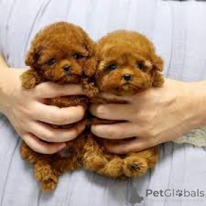 Photo №1. caniche (jouet) - à vendre en ville de Vienne | 700€ | Annonce №165421