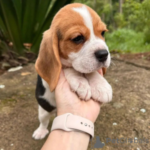 Photos supplémentaires: Nous avons une portée de magnifiques chiots beagle,