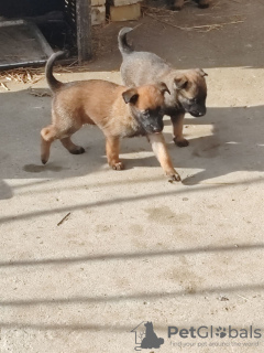 Photo №2 de l'annonce № 132414 de la vente berger belge - acheter à Serbie annonce privée