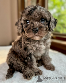 Photo №1. cavalier king charles spaniel - à vendre en ville de Paris | négocié | Annonce №113402