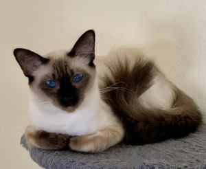 Photo №1. balinais - à vendre en ville de De Aar | 808€ | Annonce № 136294