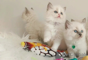 Photo №1. ragdoll - à vendre en ville de Mauvais kreuznach | 450€ | Annonce № 166304