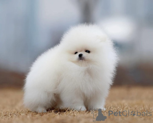 Photo №4. Je vais vendre spitz nain en ville de Berlin. annonce privée - prix - 404€