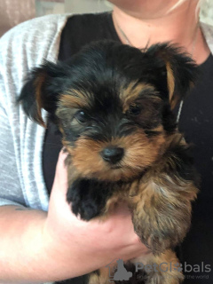 Photo №3. Beaux chiots Yorkshire Terrier à adopter. Allemagne