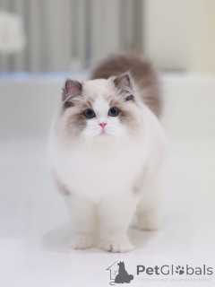 Photo №2 de l'annonce № 160076 de la vente ragdoll - acheter à Suisse annonce privée