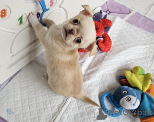 Photo №2 de l'annonce № 173360 de la vente chien bâtard - acheter à République Tchèque annonce privée