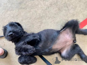 Photo №2 de l'annonce № 173087 de la vente schnauzer géant - acheter à Portugal annonce privée, éleveur