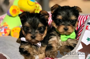 Photo №1. biewer yorkshire terrier - à vendre en ville de Pennsylvania Furnace | 331€ | Annonce №127564