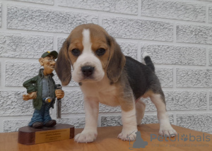 Photo №1. beagle - à vendre en ville de Grodno | 211€ | Annonce №42469