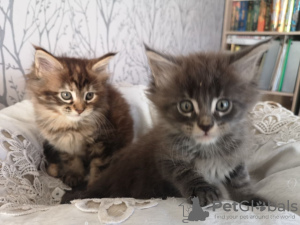 Photo №4. Je vais vendre maine coon en ville de Харлем. annonce privée, éleveur - prix - 300€