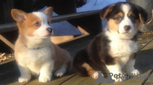 Photo №1. welsh corgi - à vendre en ville de Minsk | négocié | Annonce №175645