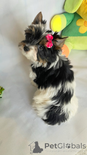 Photo №2 de l'annonce № 160376 de la vente  - acheter à Georgia éleveur