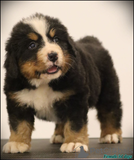 Photos supplémentaires: Chiots Bouvier Bernois