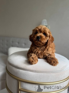 Photo №2 de l'annonce № 174480 de la vente caniche (jouet) - acheter à La finlande annonce privée