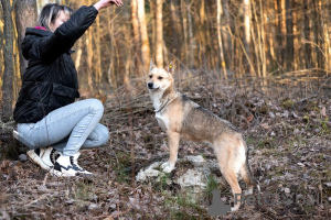 Photo №3. Les pattes de Betty ont 1 an, seulement 11 kg de bonheur!. Fédération de Russie