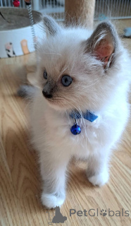 Photo №1. ragdoll - à vendre en ville de Hamminkeln | 350€ | Annonce № 174766