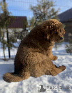 Photos supplémentaires: Chiots dogue tibétain