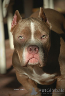 Photos supplémentaires: Chiots tyrans américains